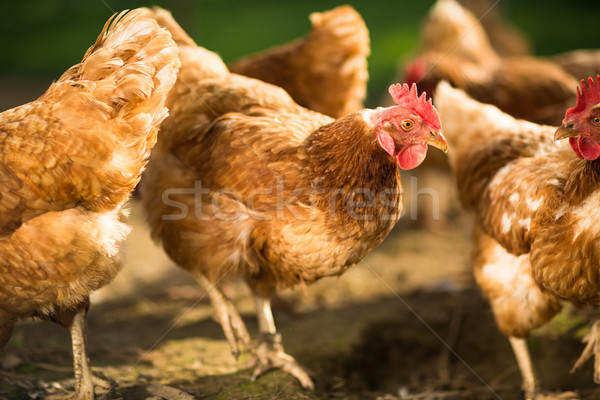 Hen in a farmyard  Stock photo © lightpoet