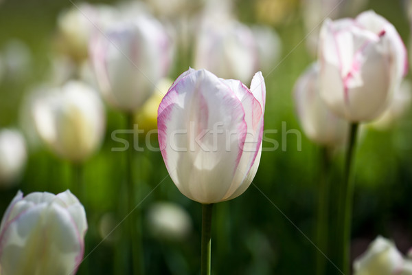 Beautiful blossoming tulip flowers in the spring sunshine Stock photo © lightpoet
