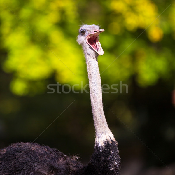 鴕鳥 面對 草 性質 羽毛 黑色 商業照片 © lightpoet