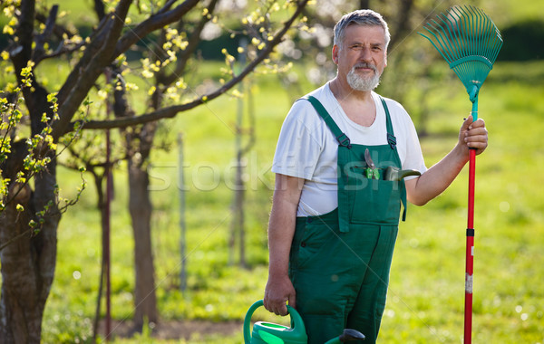 portrait of a senior man gardening in his garden (color toned im Stock photo © lightpoet