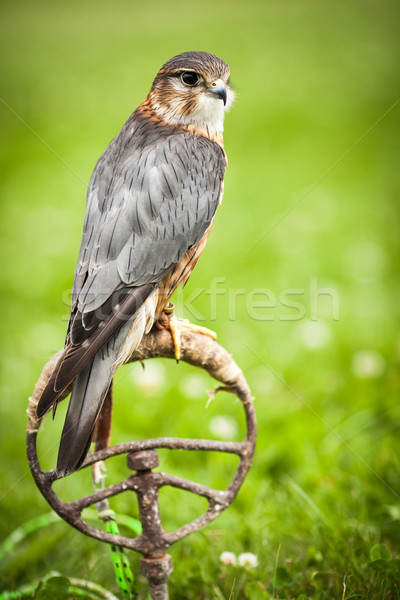 Stock photo: Common Kestrel - Falco tinnunculus - close-up view of this beaut