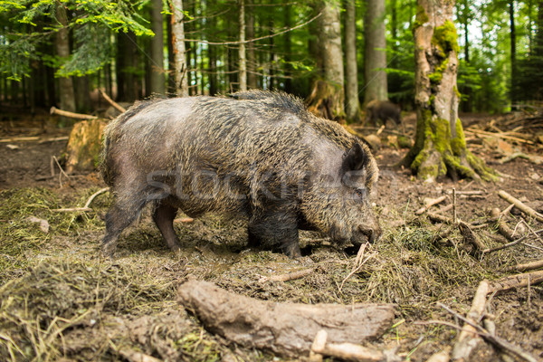 Wild boar (Sus scrofa) Stock photo © lightpoet