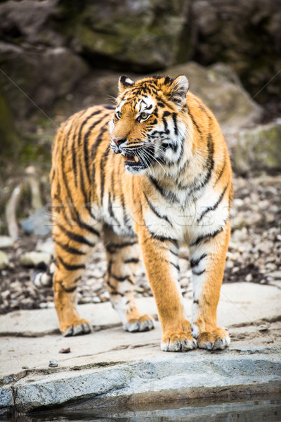 Foto stock: Indio · tigre · agua · naturaleza · gato · beber