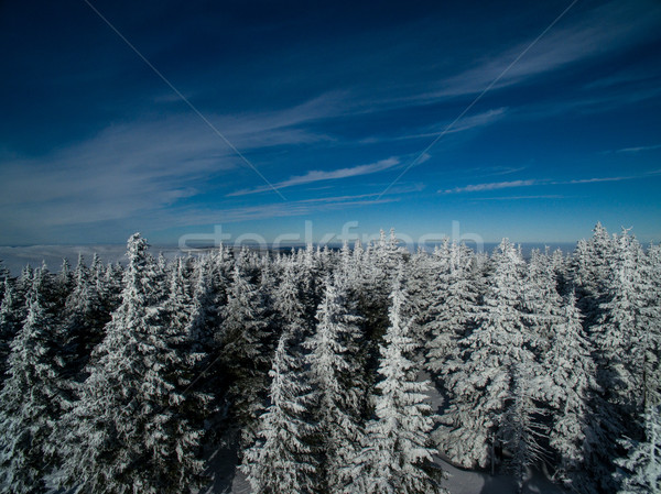 Aerial view of winter forest - trees covered with snow Stock photo © lightpoet