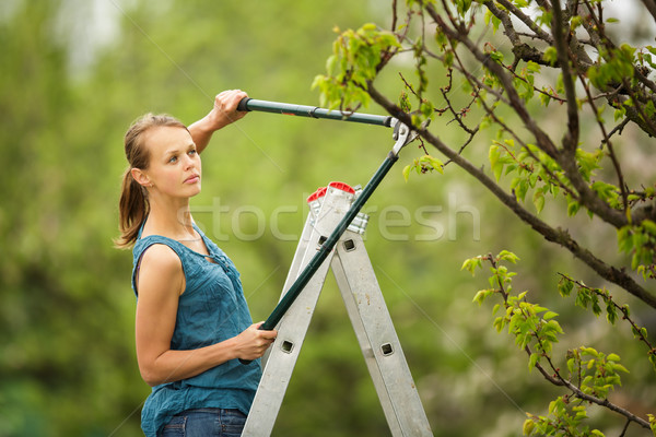 Pretty, young woman gardening in her orchard/garden  Stock photo © lightpoet