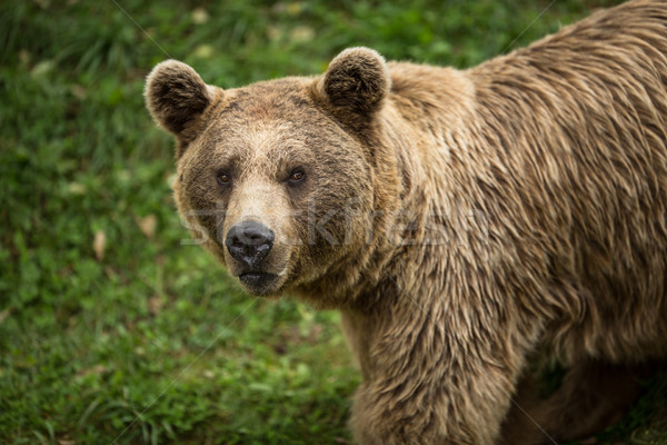 Orso bruno bocca sunrise nero onda orso Foto d'archivio © lightpoet