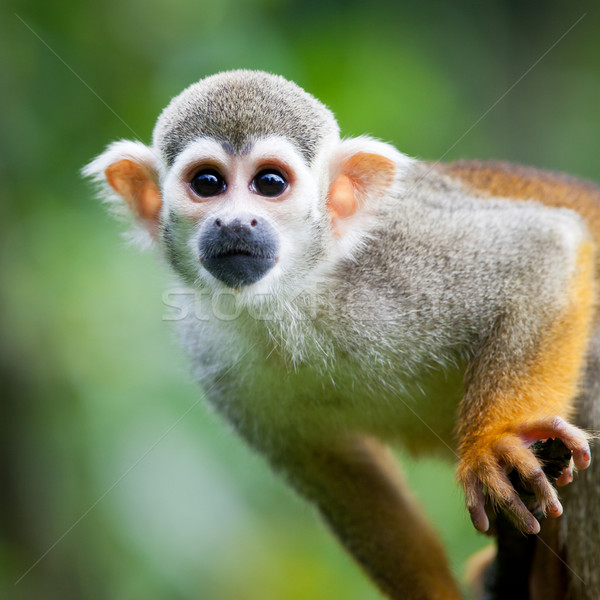 Primo piano scoiattolo scimmia poco profondo foresta Foto d'archivio © lightpoet