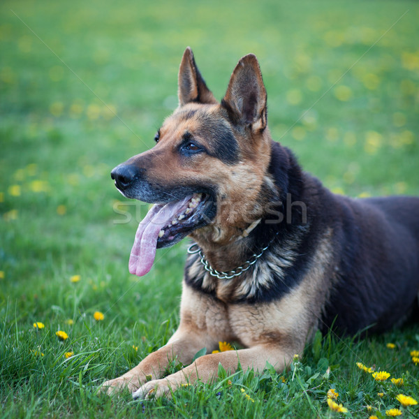 Stock photo: Clever German Shepherd dog lying in the spring grass