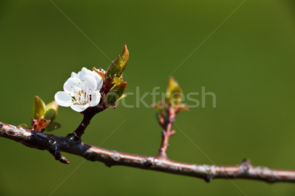 Frühling Apfelbaum grünen Hochzeit Design Stock foto © lightpoet