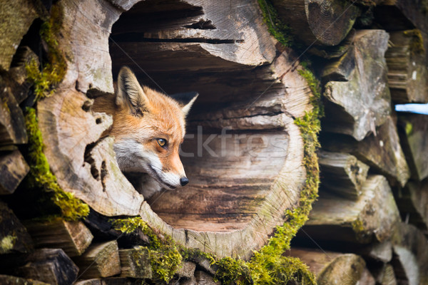 紅色 狐狸 樹 嬰兒 狗 面對 商業照片 © lightpoet