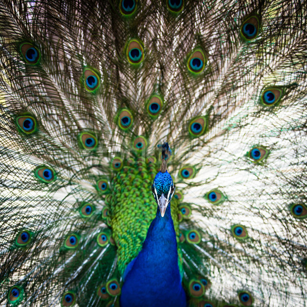 Splendid peacock with feathers out (Pavo cristatus)  Stock photo © lightpoet
