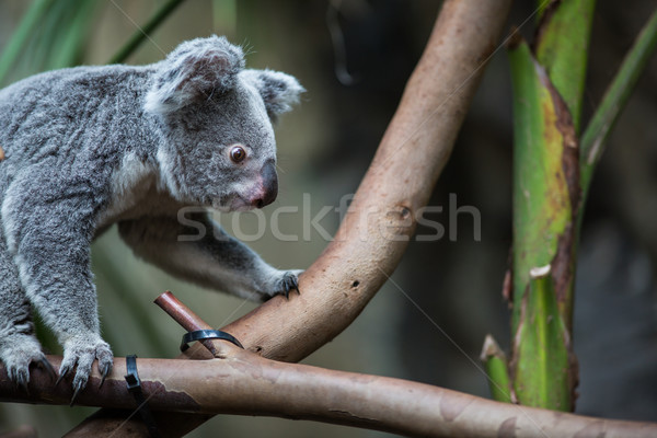 Koala on a tree with bush green background Stock photo © lightpoet