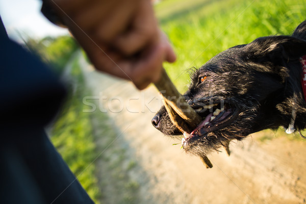 Walking the dog - throwing the stick to fetch to this companion Stock photo © lightpoet