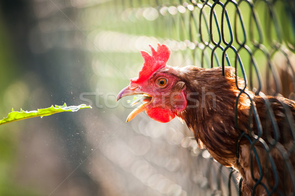hen in a farmyard (Gallus gallus domesticus)  Stock photo © lightpoet