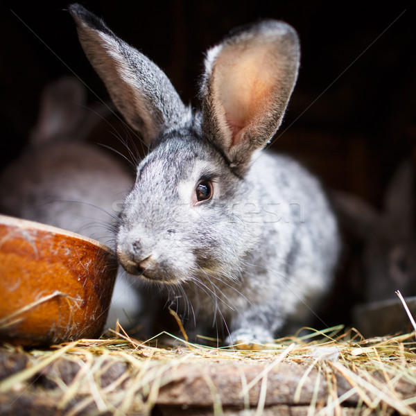 Cute rabbit popping out of a hutch Stock photo © lightpoet