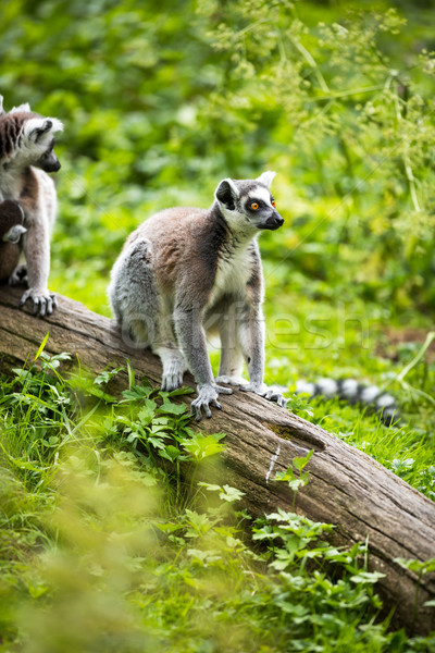 Lemur kata (Lemur catta) Stock photo © lightpoet
