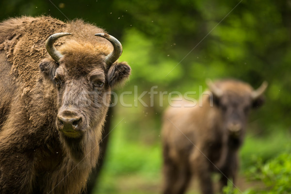 Bison Gras Kuh Bereich Winter Stock foto © lightpoet