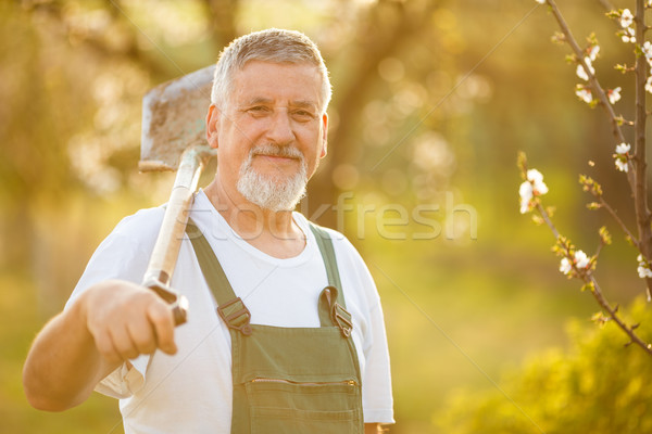 Portret frumos senior om grădinărit grădină Imagine de stoc © lightpoet