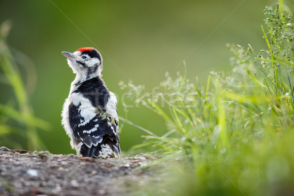 Young Great Spotted Woodpecker on the ground right  Stock photo © lightpoet