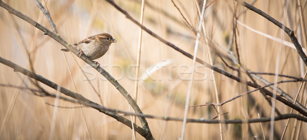 House Sparrow (Passer domesticus) Stock photo © lightpoet