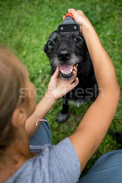 Younf woman combing out the fur of a black dog in her garden
 Stock photo © lightpoet