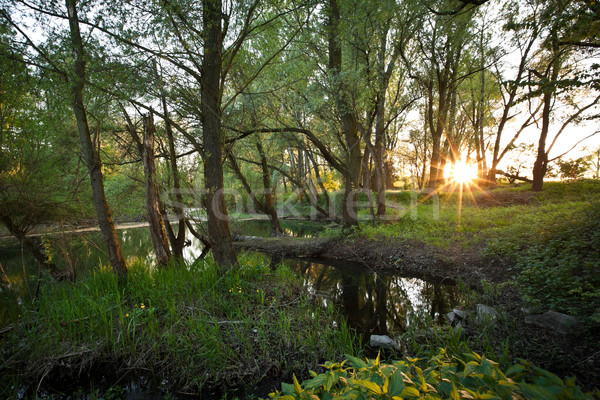 Stock photo: Beautiful riparian forest scenery on a lovely summer evening