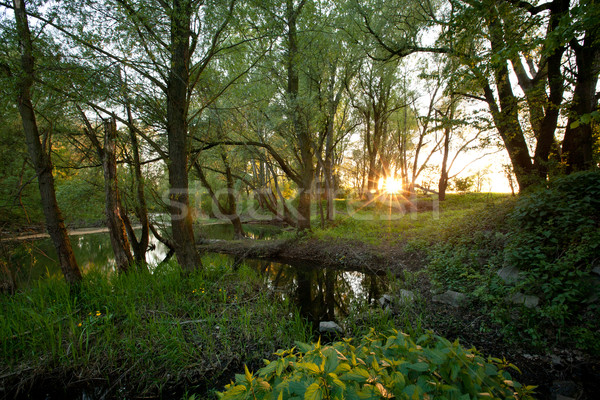 Beautiful riparian forest scenery on a lovely summer evening Stock photo © lightpoet