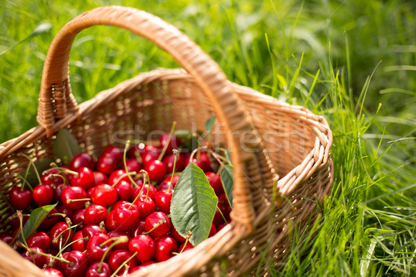 Freshly picked cherries in a basket in the garden Stock photo © lightpoet