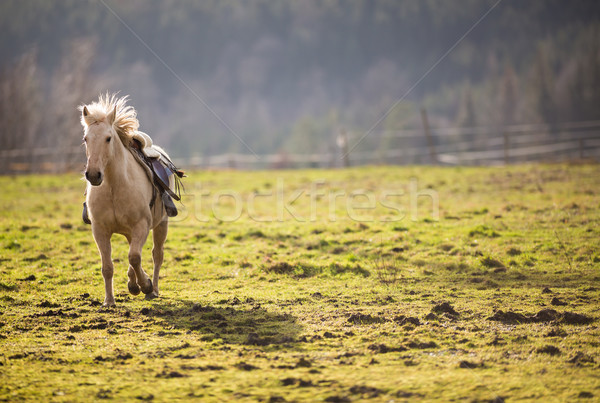 Beautiful, saddled horse galloping towards you Stock photo © lightpoet