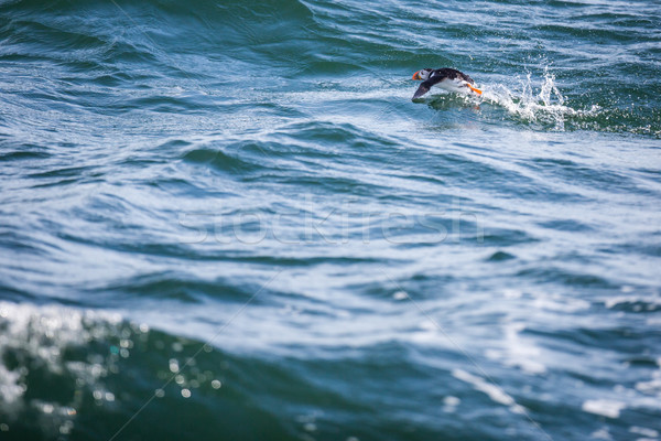 Stock foto: Schottland · Vogel · Reise · Hügel · Island · farbenreich