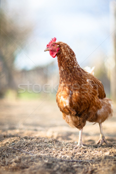 クローズアップ めんどり 眼 自然 鶏 ファーム ストックフォト © lightpoet