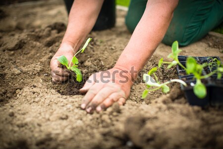 Hands of  a man planting his own vegetable garden Stock photo © lightpoet