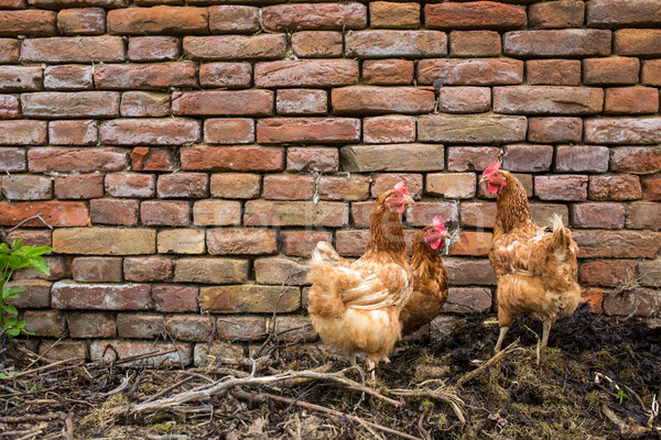 Hens in a farmyard (Gallus gallus domesticus) Stock photo © lightpoet