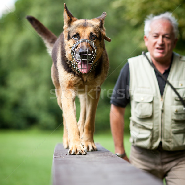 Maestro obediente perro centro pastor Foto stock © lightpoet
