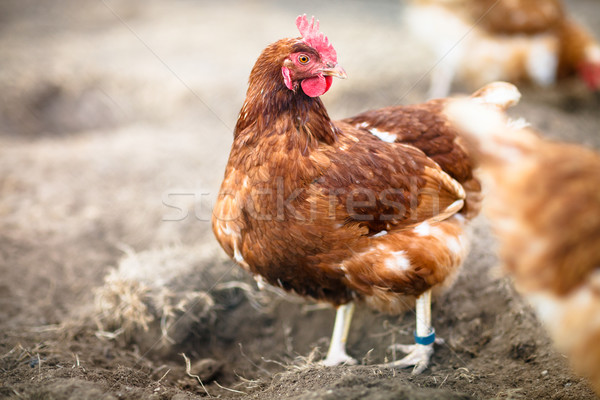 Stok fotoğraf: Tavuk · ev · yumurta · çiftlik · kırmızı