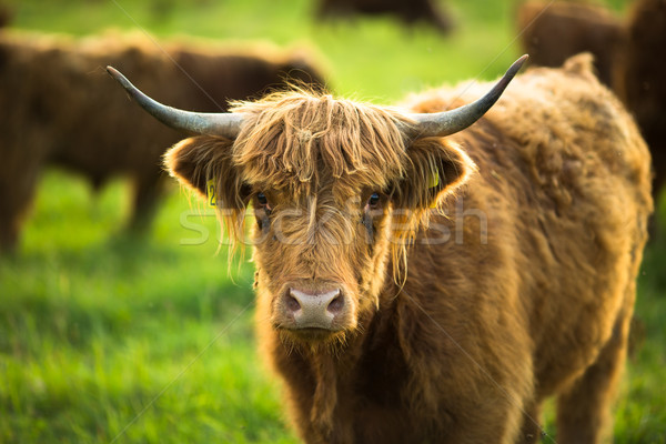 Foto stock: Vacas · verde · grama · paisagem · montanha