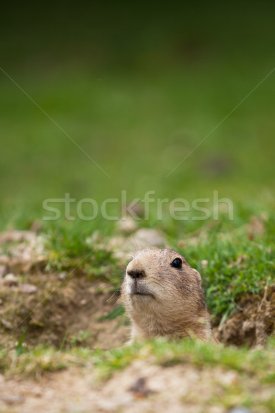 very cute black tailed prairie dog (Cynomys ludovicianus)  Stock photo © lightpoet