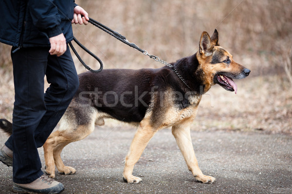 Maestro pastore cane uomo salute Foto d'archivio © lightpoet