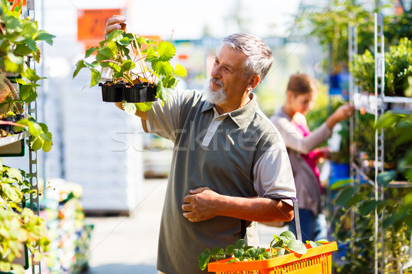 Senior man buying strawberry plants in a gardening centre Stock photo © lightpoet