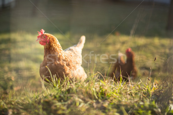 Hen in a farmyard (Gallus gallus domesticus)  Stock photo © lightpoet