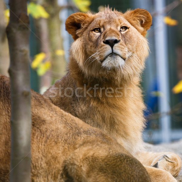 Close-up portrait of a majestic lioness (Panthera Leo) Stock photo © lightpoet