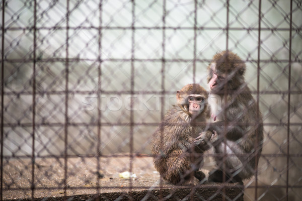 Traurig Affen hinter Bars Gefangenschaft Gesicht Stock foto © lightpoet