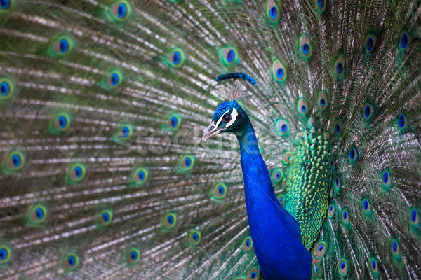 Splendid peacock with feathers out Stock photo © lightpoet