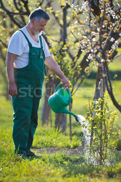 portrait of a senior man gardening in his garden  Stock photo © lightpoet