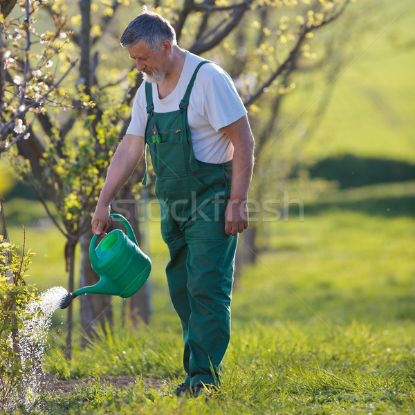 portrait of a senior man gardening in his garden  Stock photo © lightpoet