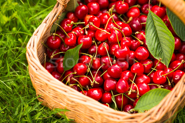 Stock photo: Freshly picked cherries in a basket in the garden