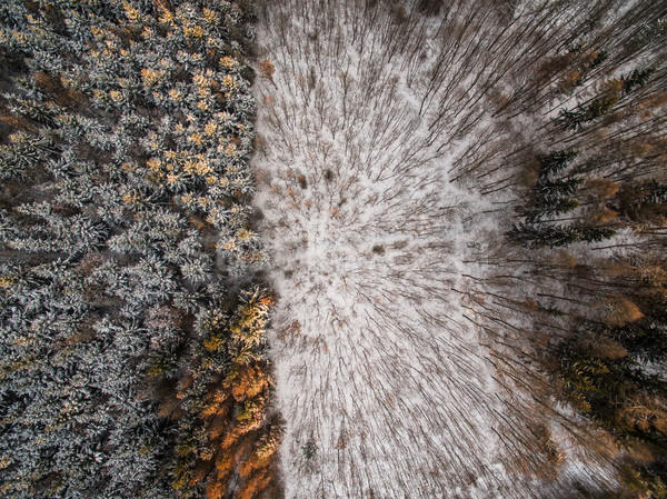 Aerial view of winter forest - trees covered with snow Stock photo © lightpoet
