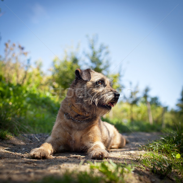 Border Terrier  Stock photo © lightpoet