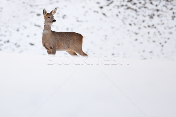 Stock photo: Roebuck (capreolus capreolus) in winter