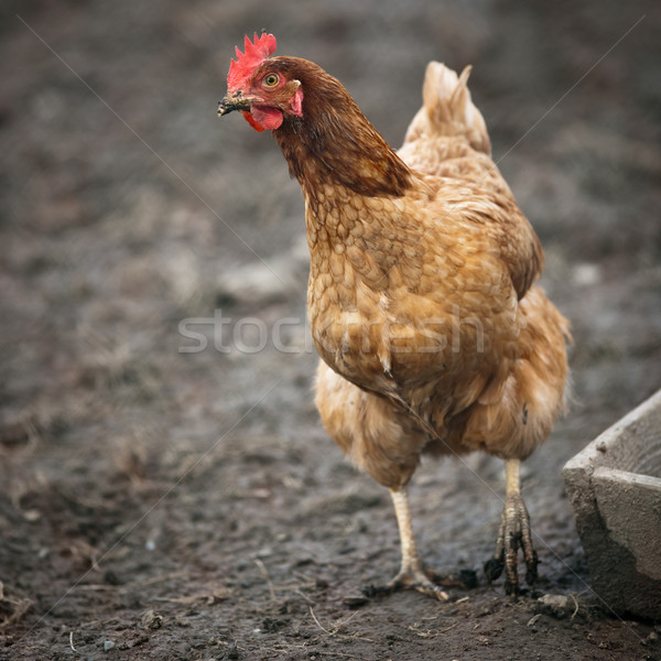 Closeup of a hen in a farmyard (Gallus gallus domesticus) Stock photo © lightpoet